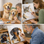 3 images of paint by numbers kits being used to paint one a cat and two others painting dogs